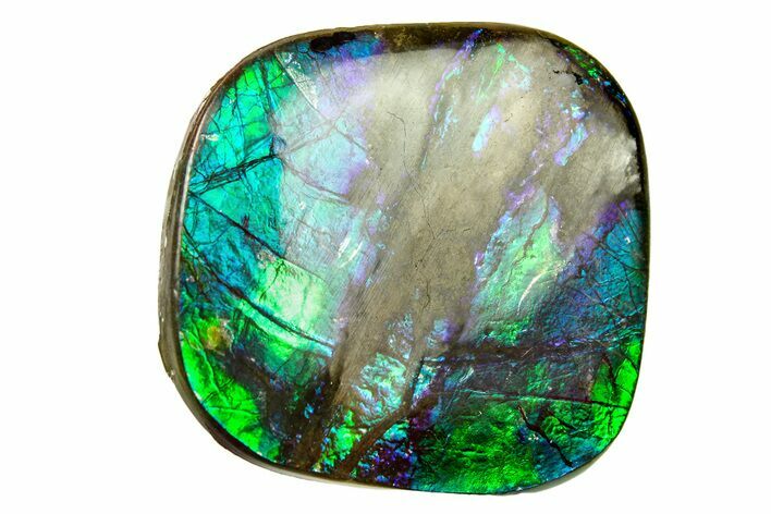 Iridescent Ammolite (Fossil Ammonite Shell) - Alberta #279954